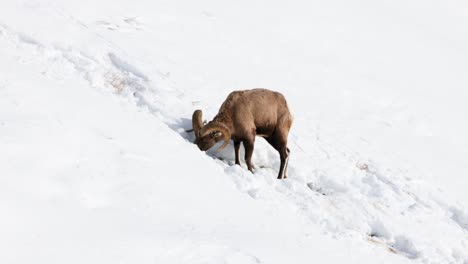 Dickhornschafe-Grasen-Im-Winter-In-Montana