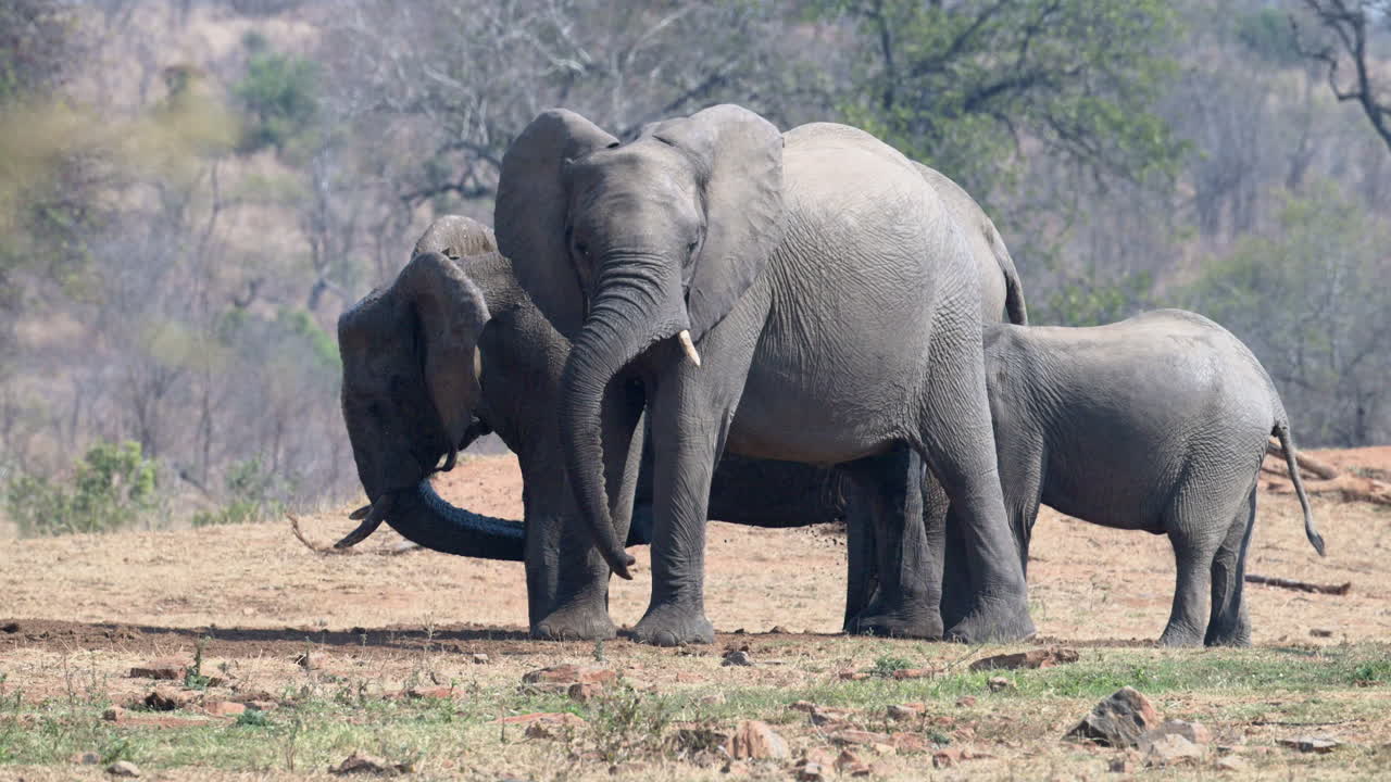 hembras de elefante africano con ternera sacando agua de un agujero excavado en la arena, cámara lenta, 120fps