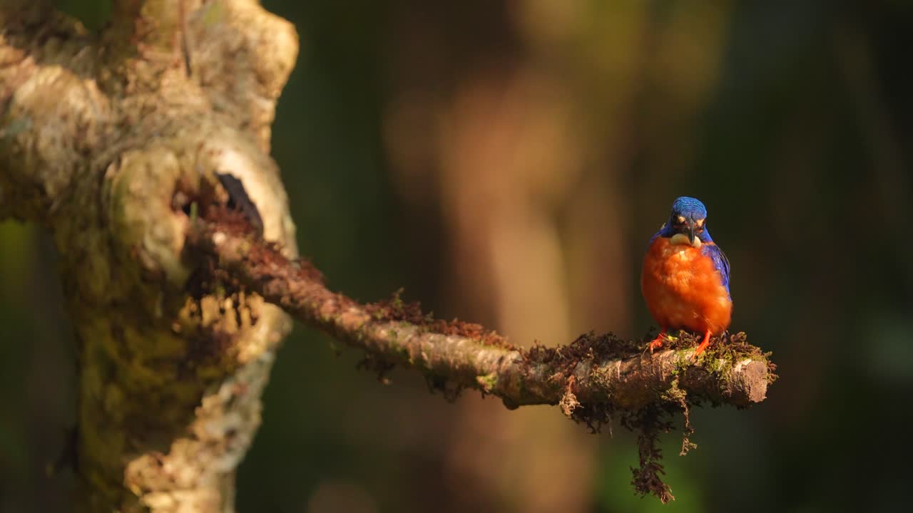 Martin pescatore dalle orecchie blu o Alcedo meninting, un piccolo e bellissimo martin pescatore colorato dalle rive dei fiumi, dalle mangrovie e dalle foreste sempreverdi dell'Asia, appollaiato sull'albero