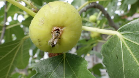 a honeybee sucks nectar from a yellow fig