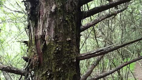 árbol viejo de aspecto embrujado con musgo en la corteza y agujas como ramas rotas junto a un sendero de senderismo en el bosque
