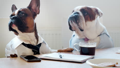 two dogs in an office meeting room licking their lips