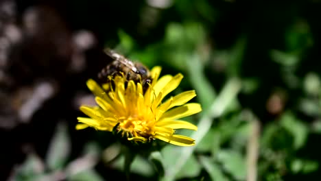 bee collecting pollen from yellow flower-1