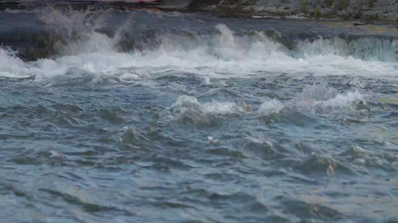 Ein Lachs durchquert die turbulenten Stromschnellen des Ganaraska River auf dem Höhepunkt der Herbstsaison. Der Fisch navigiert das rauschende, sauerstoffreiche Wasser mit Agilität