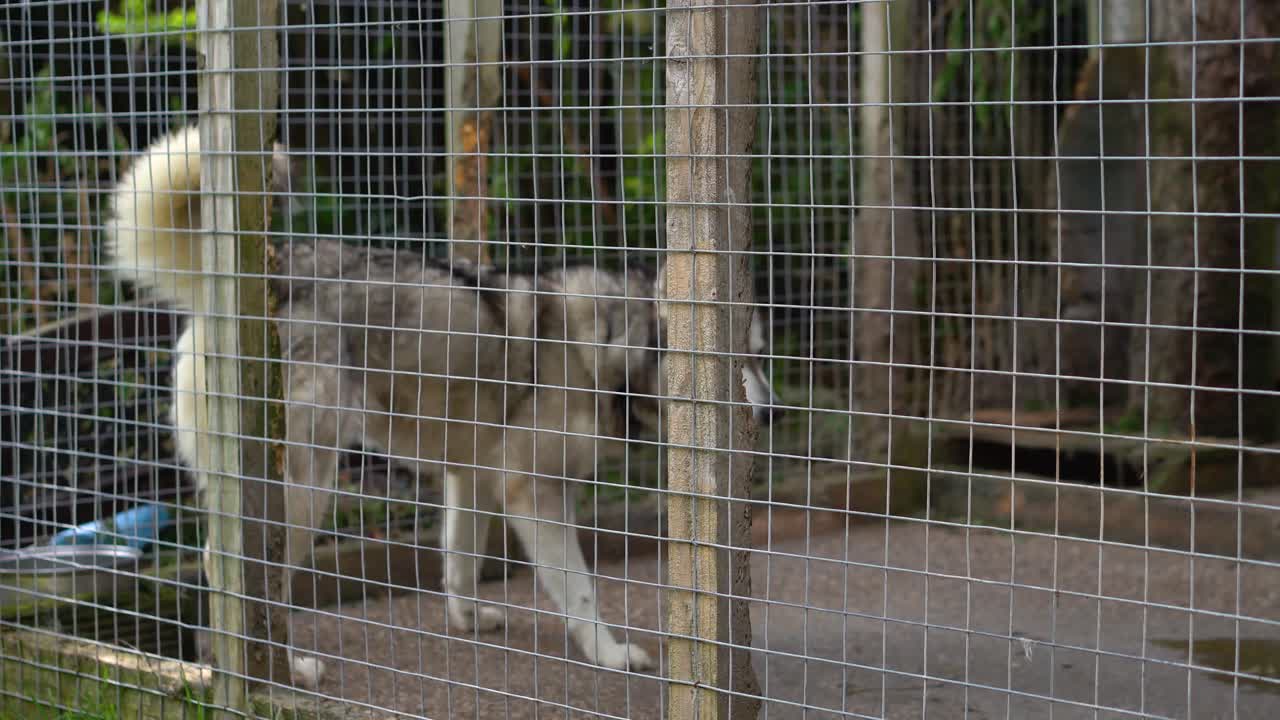 perros husky paseando en una perrera enjaulada