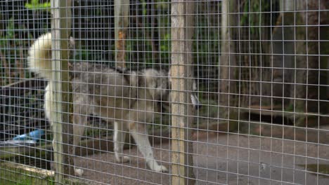 husky dogs pacing around in a caged kennel