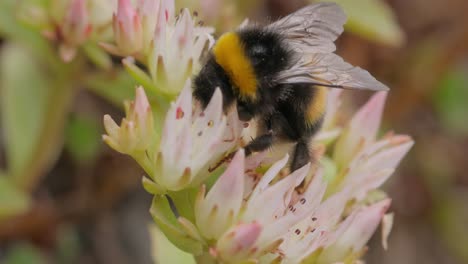 bumblebee collects flower nectar at sunny day. bumble bee in macro shot in slow motion.