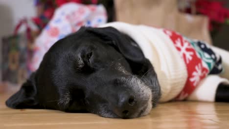 Una-Vista-De-Cerca-De-Un-Perro-Labrador-Negro-Cansado-Que-Lleva-Un-Suéter-Con-Temática-Navideña-Mientras-Yace-En-El-Suelo