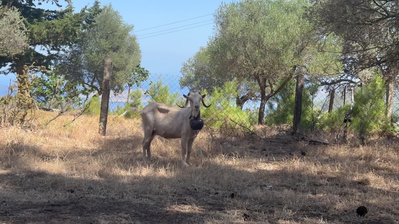 una cabra de montaña doméstica curiosa con una campana en una isla griega, mirando a la cámara