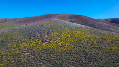 una antena baja sobre vastos campos de amapolas y flores silvestres amarillas en california
