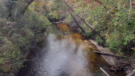 trees in econfina creek in florida panhandle with flowing water