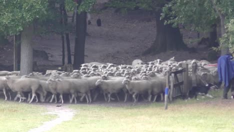 shepherd with herding dog open the wooden gate to enter flock of white sheep to feed in pasture