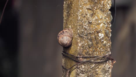 toma estática de un caracol en un pilar de hormigón con un fondo borroso