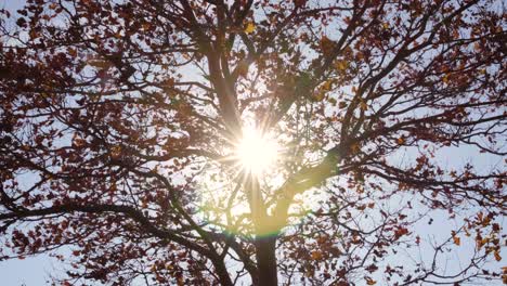 Árbol-De-Silueta-Oscura-Durante-El-Otoño.