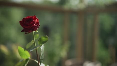 closeup of a red rose - ornamental plants grown in the garden