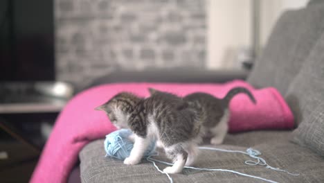 kittens playing with a ball of wool on a couch