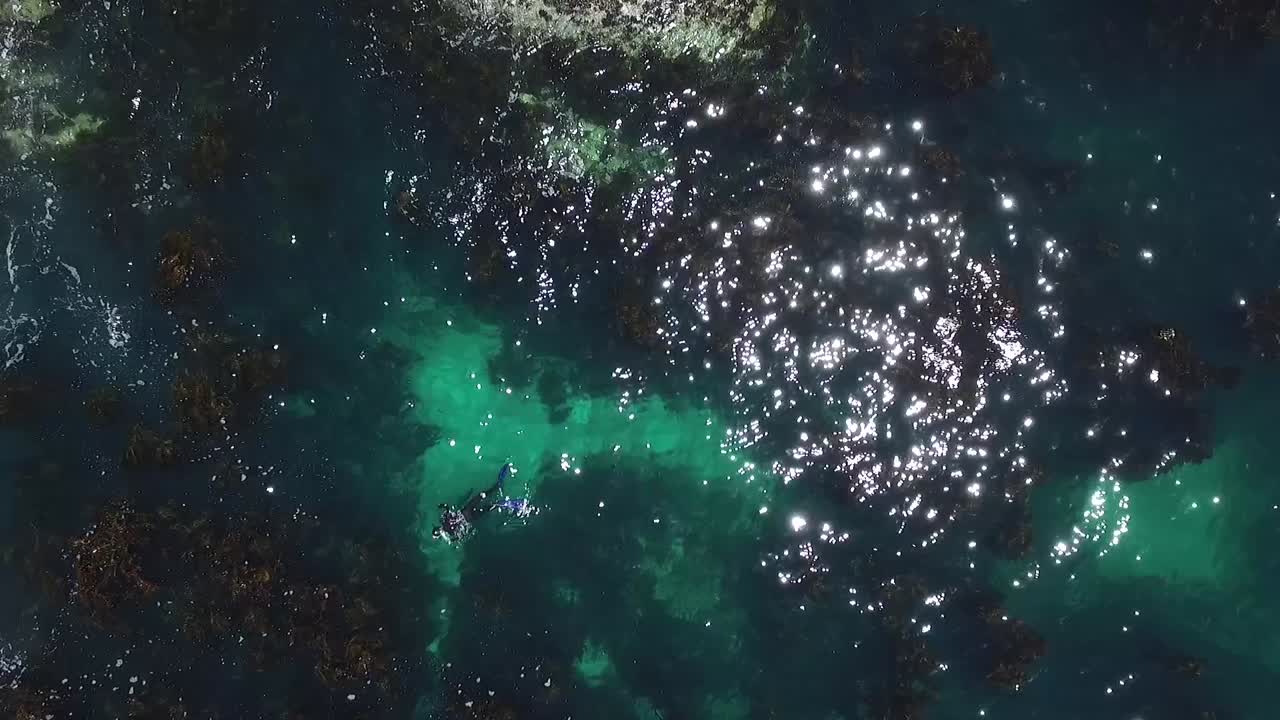 남아프리카 공화국 서쪽 해안의 물에서 다이빙