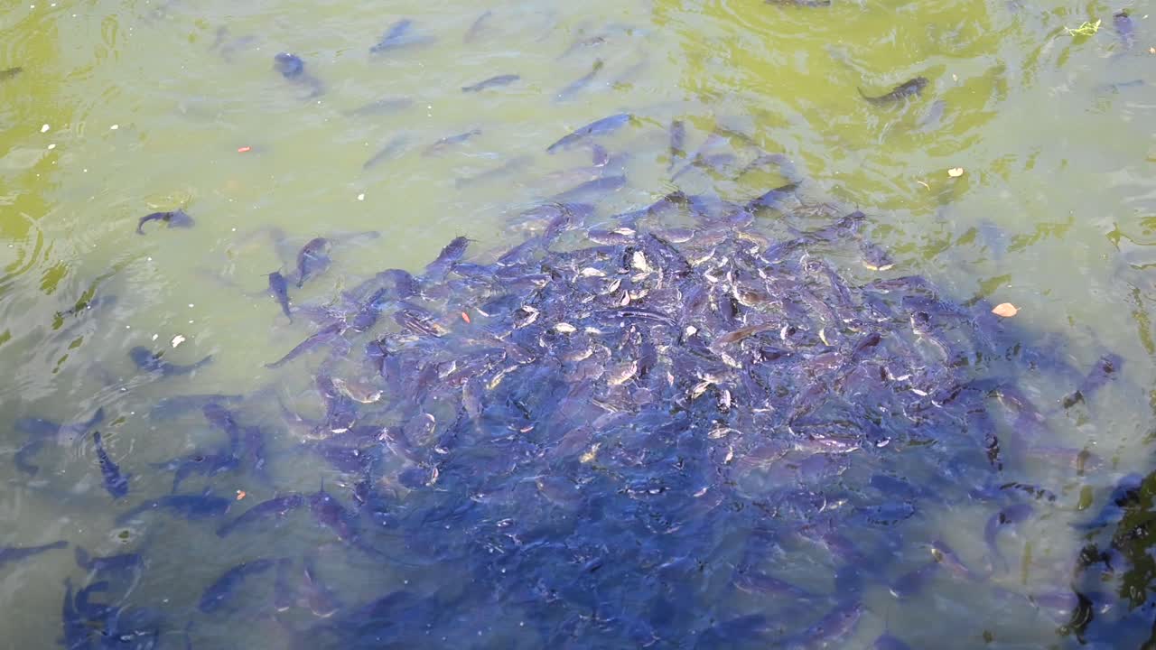 Fish Pond very friendly cat fish in a pond