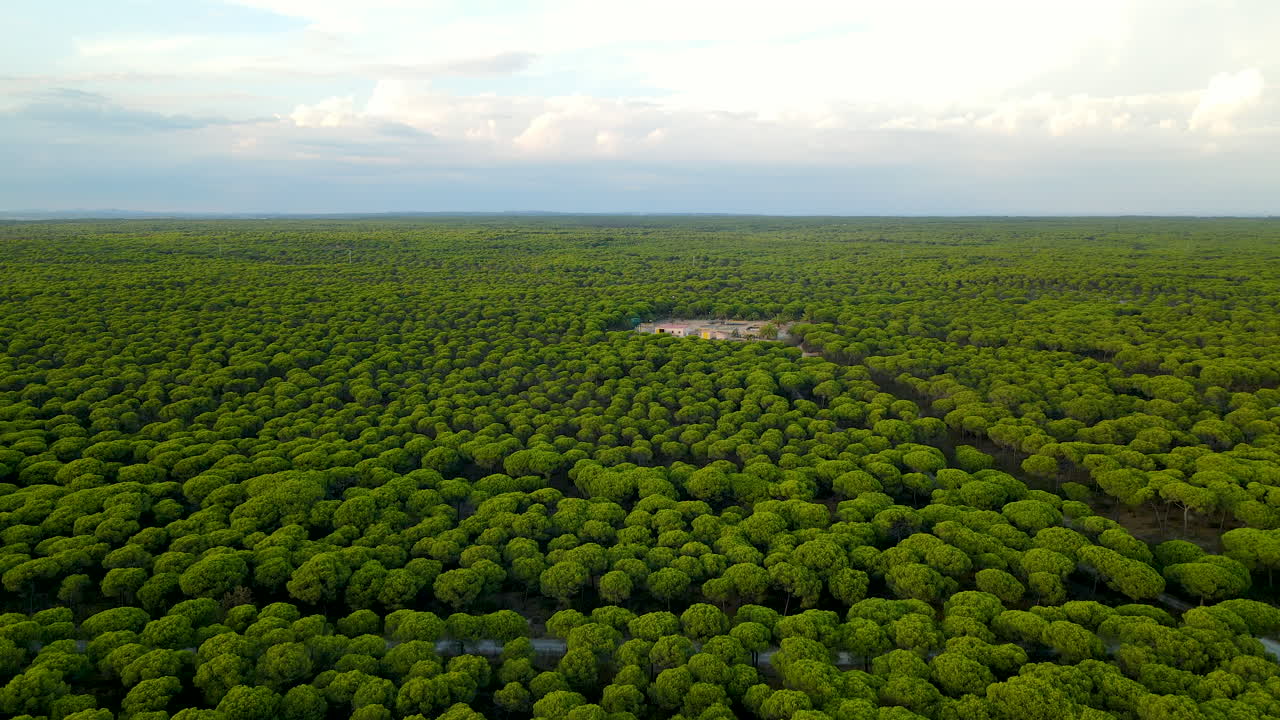 스페인 카르타야에서 화려한 일몰 동안 상록석 소나무 숲 위에 공중 드론 착륙