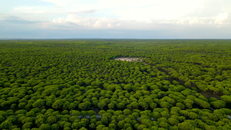 drone aéreo aterrizando sobre un bosque de pinos de piedra siempre verde durante la colorida puesta de sol en cartaya, españa
