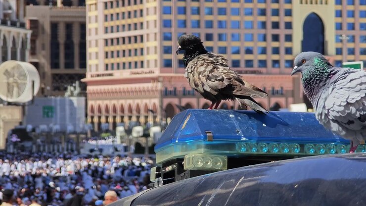 Piccioni appollaiati su un veicolo della polizia alla Mecca