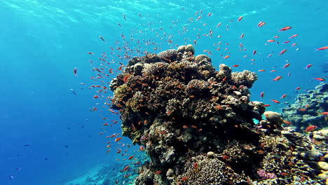 Tropische-Unterwasserfische,-Korallenriff-Meeresblick