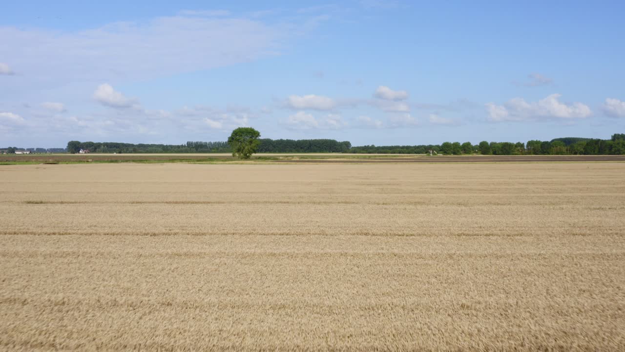paso aéreo de baja altitud al árbol solitario en el campo cerca de las dunas de agua - un área natural y parque recreativo en la provincia de zelanda, países bajos