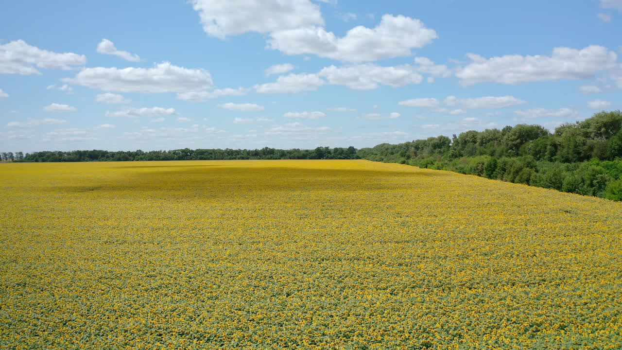 Large field of beautiful sunflowers in summer. Flying over a blooming sunflower field, drone moving across a yellow field of sunflowers. Camera moves left