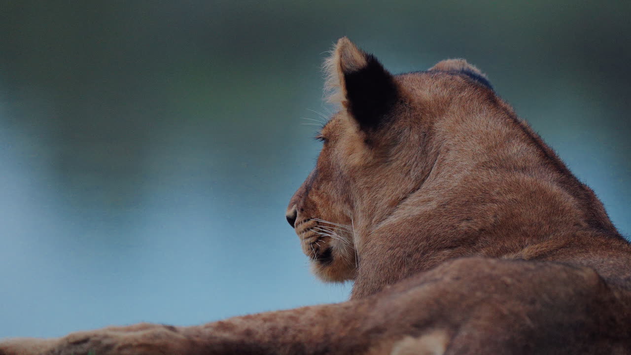 Lioness Profile View