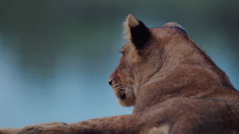 lioness profile view
