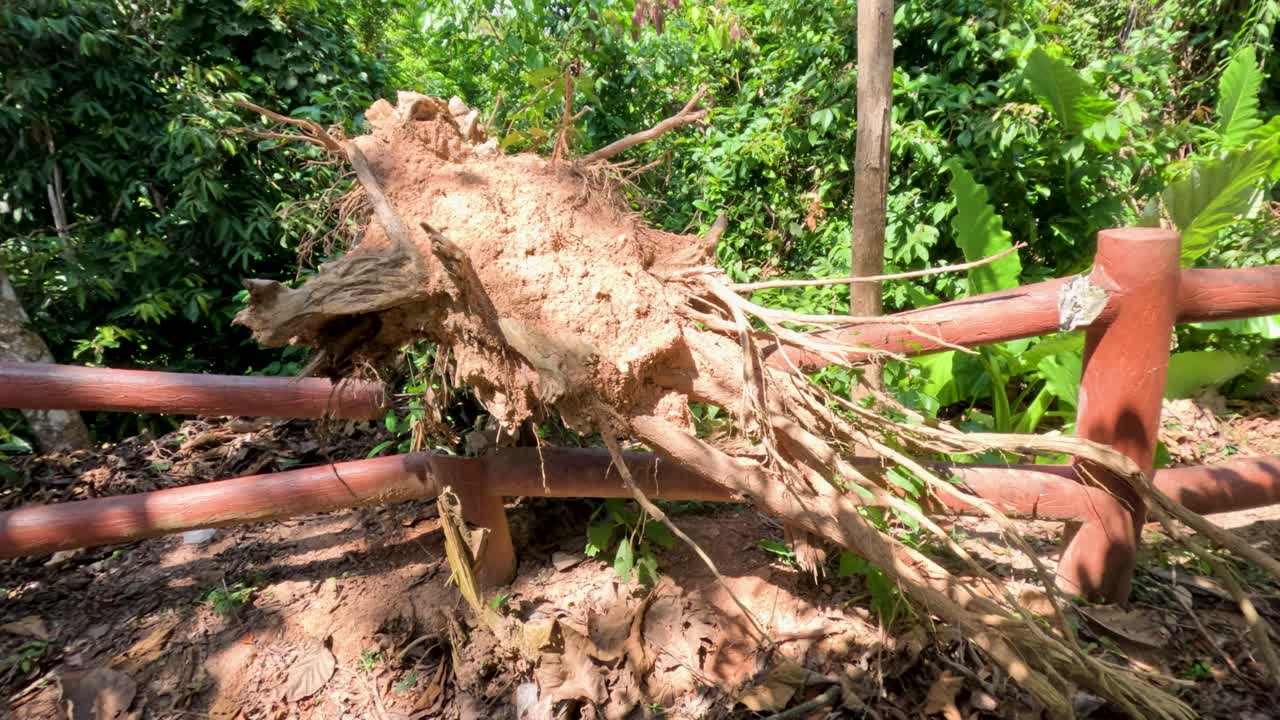 Uprooted tree damages wooden fence in sunlit, lush tropical forest with steady camera movement