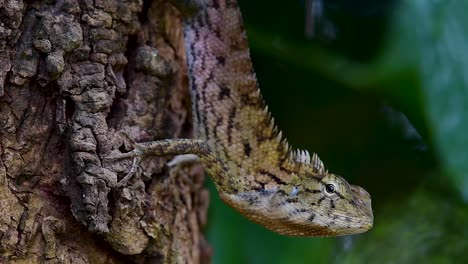 the oriental garden lizard is also called the eastern garden lizard, bloodsucker and changeable lizard