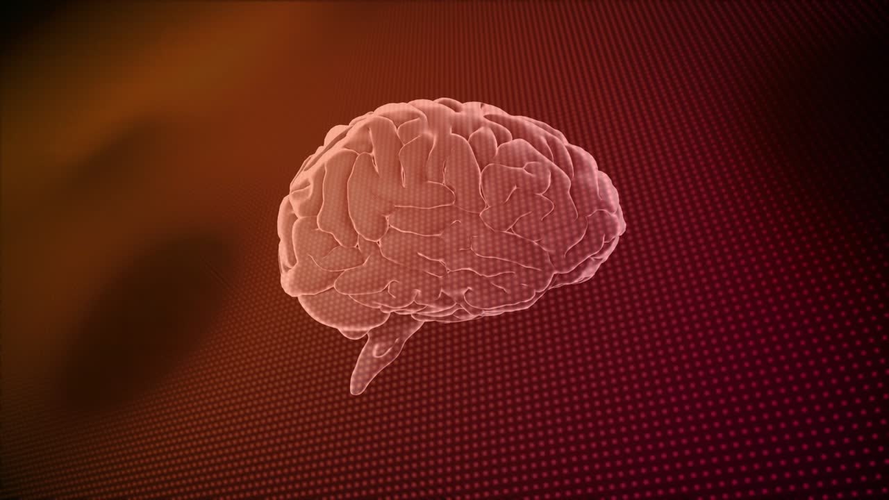 On scene load 3D wireframe brain rotating and tilting, revealing cortical folds above dotted grid