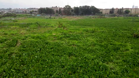 Drone-Ascendiendo-En-La-Granja,-Tecnología-De-Drones-En-Agricultura,-Drone-En-Agricultura,-Agricultura-En-La-Ciudad,-Agricultura-Urbana