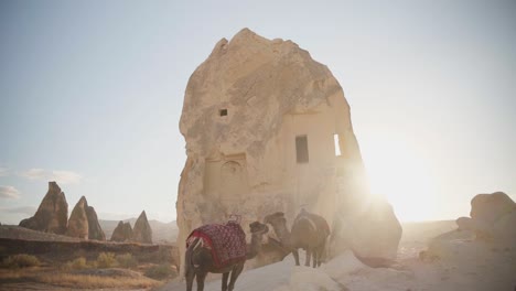 camels resting on a village with stone cave houses during sunny day in cappadocia, turkey