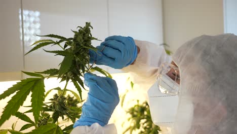 non recognisable caucasian scientist cutting with scissors a leaf of a cannabis plant in an indoor laboratory