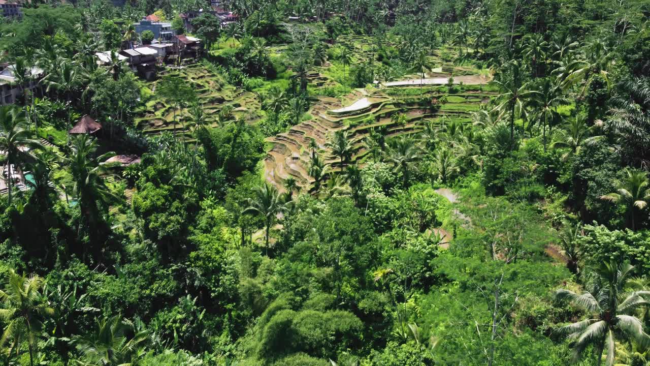 terrazas de arroz tegallalang