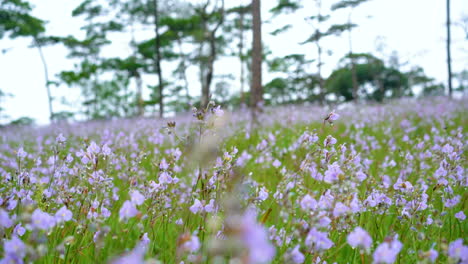 Crested-serpent-flowers-garden.