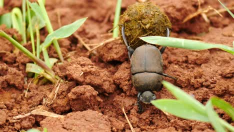 El-Cierre-Del-Escarabajo-De-Estiércol-En-Cámara-Lenta-Rueda-Una-Pequeña-Bola-De-Estiércol-Sobre-Un-Suelo-De-Tierra-áspera-Entre-Mechones-De-Hierba