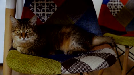 el gato se sienta en una silla.