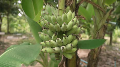 Ein-Bündel-Grüner-Bananen,-Die-An-Einem-Baum-Hängen,-Thailand-Kluay-Nam-Wa,-Musaceae-Musa-bananenbündel