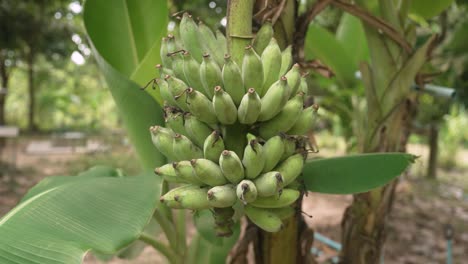 un racimo de plátanos verdes colgando de un árbol, tailandia kluay nam wa, racimo de plátanos musaceae musa