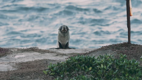 Lobo-Marino-Contra-El-Mar-En-Katiki-Point-Al-Atardecer-En-La-Isla-Sur,-Nueva-Zelanda