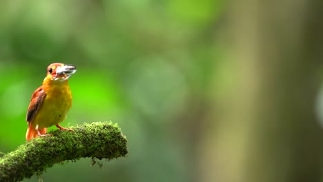 rufous-backed kingfisher or ceyx rufidorsa