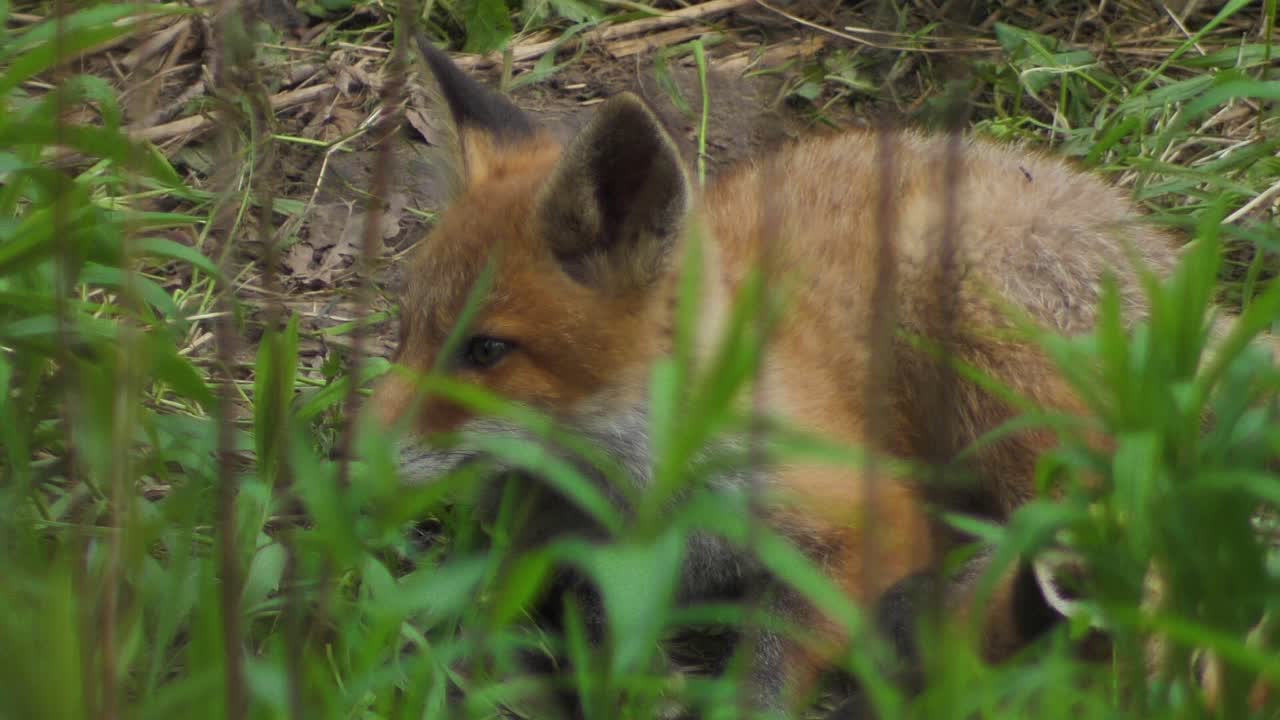 漂亮的红狐仔站在草地上看着相机