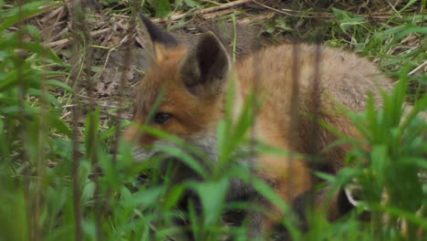 lindo cachorro de zorro rojo se para en la hierba y mira a la cámara