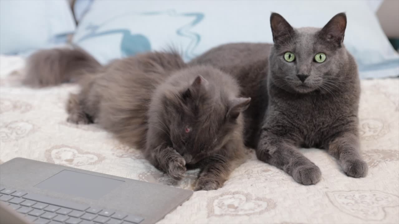 Cute fluffy gray cats lying on the bed grooming paws and looking at laptop