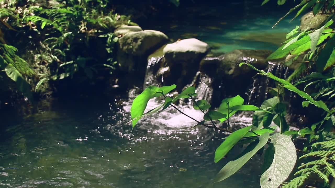 Scena calma e rilassante di movimento ambientale di acqua pura che scorre tra il lussureggiante fogliame verde