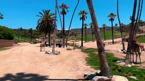 Toma-Panorámica-Derecha-De-Algunas-Jirafas-En-El-Zoológico-Del-Parque-Safari-De-San-Diego