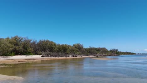 Serene coastal mangrove habitat with tidal waters